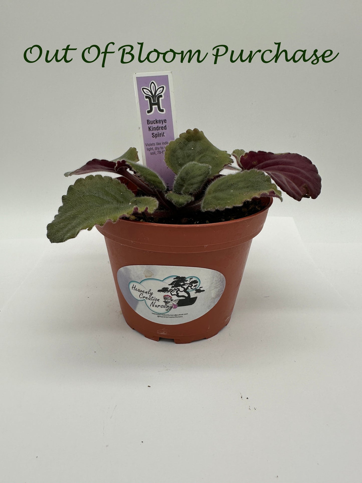 Buckeye Kindred Spirit - Live African Violet 4"