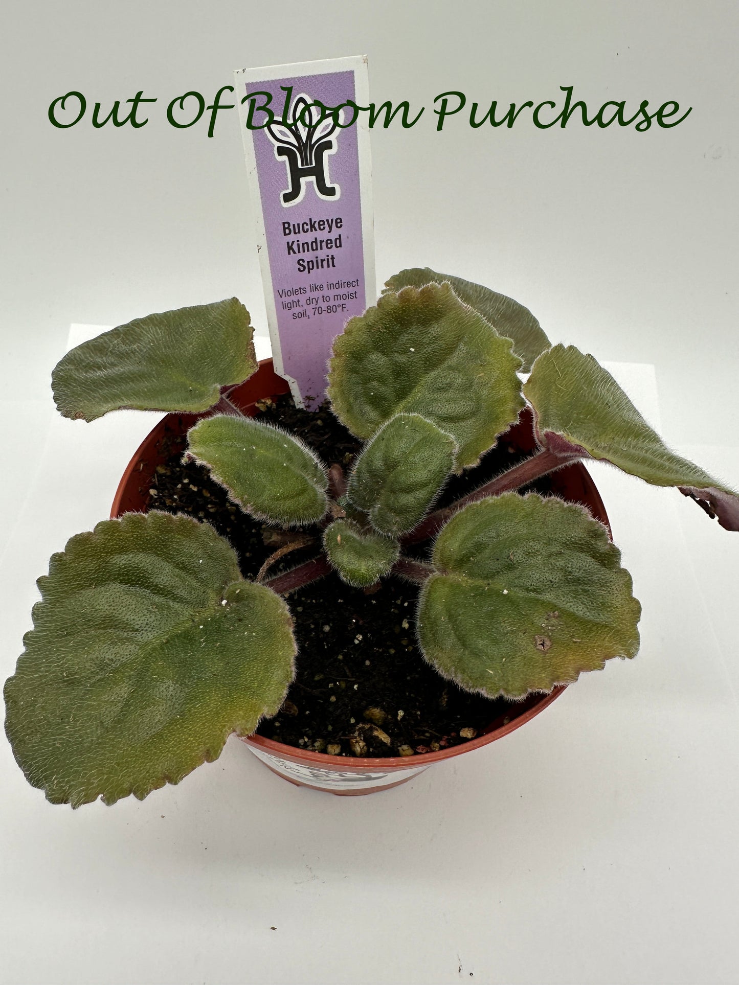 Buckeye Kindred Spirit - Live African Violet 4"