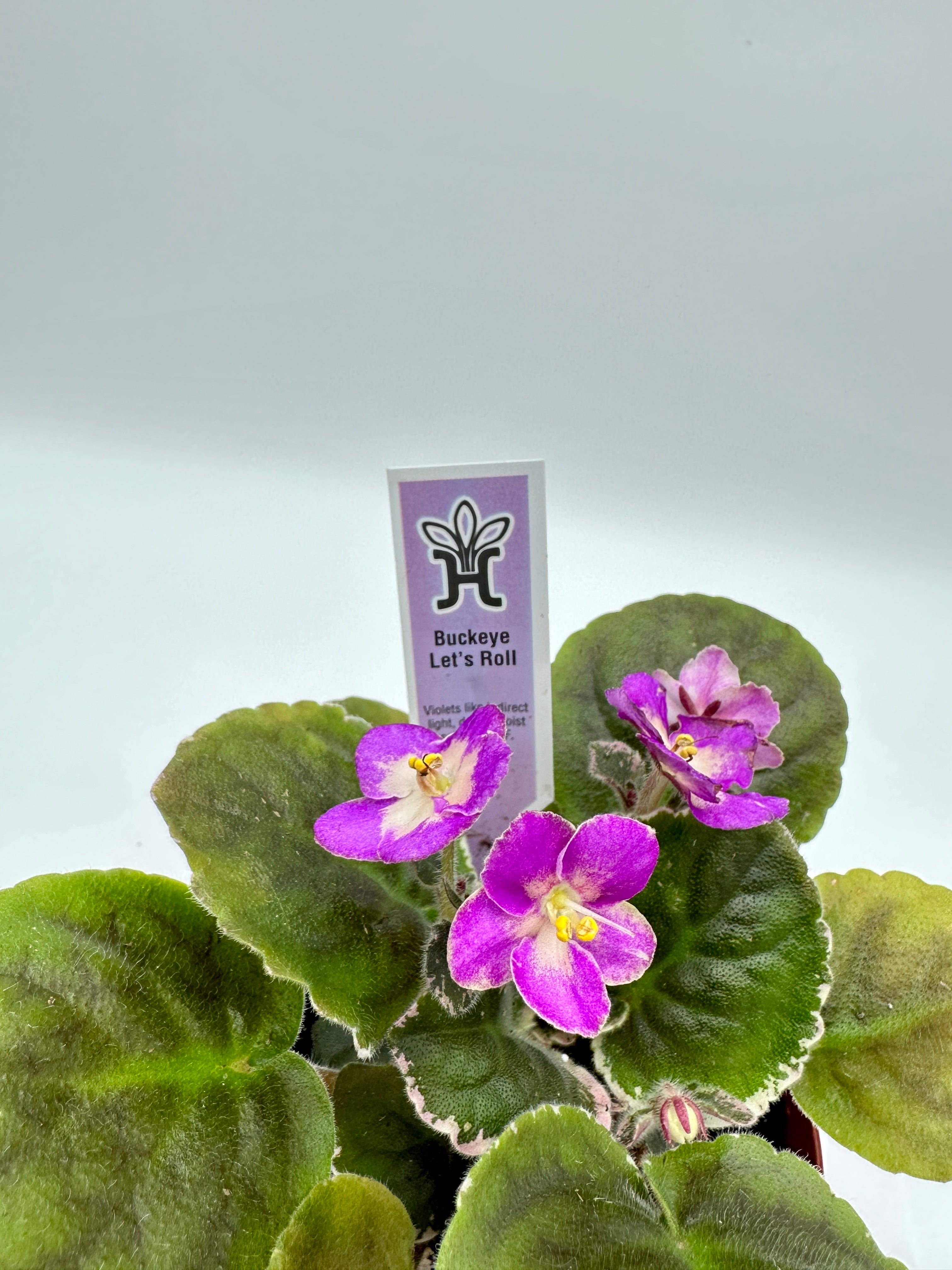 Buckeye Let's Roll Live African Violet 4" Heavenly Creation Nursery