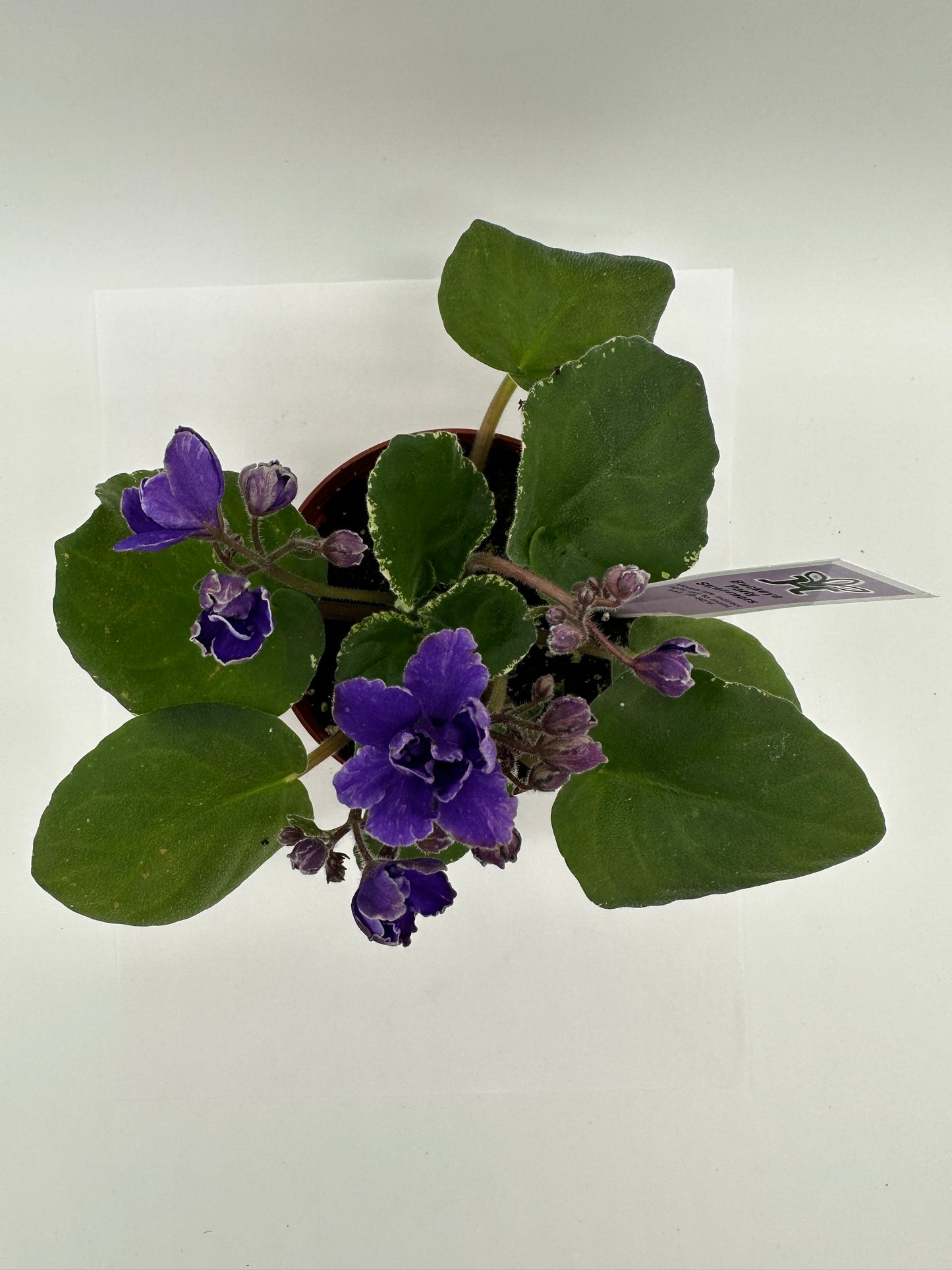 Buckeye Party Streamers - Live African Violet 4"