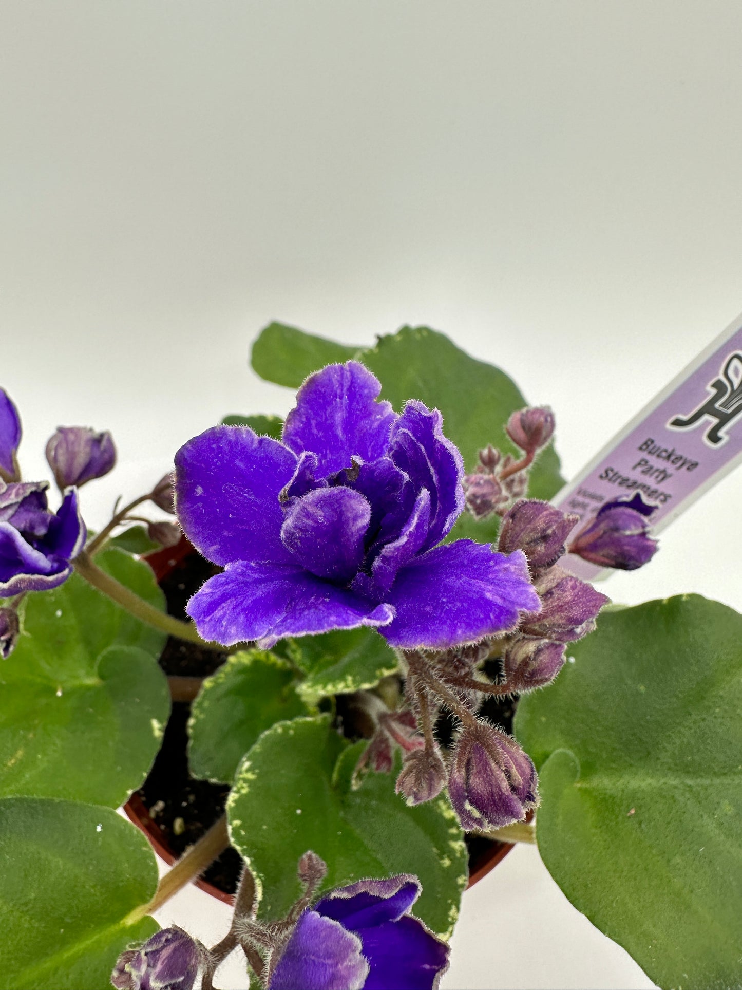 Buckeye Party Streamers - Live African Violet 4"