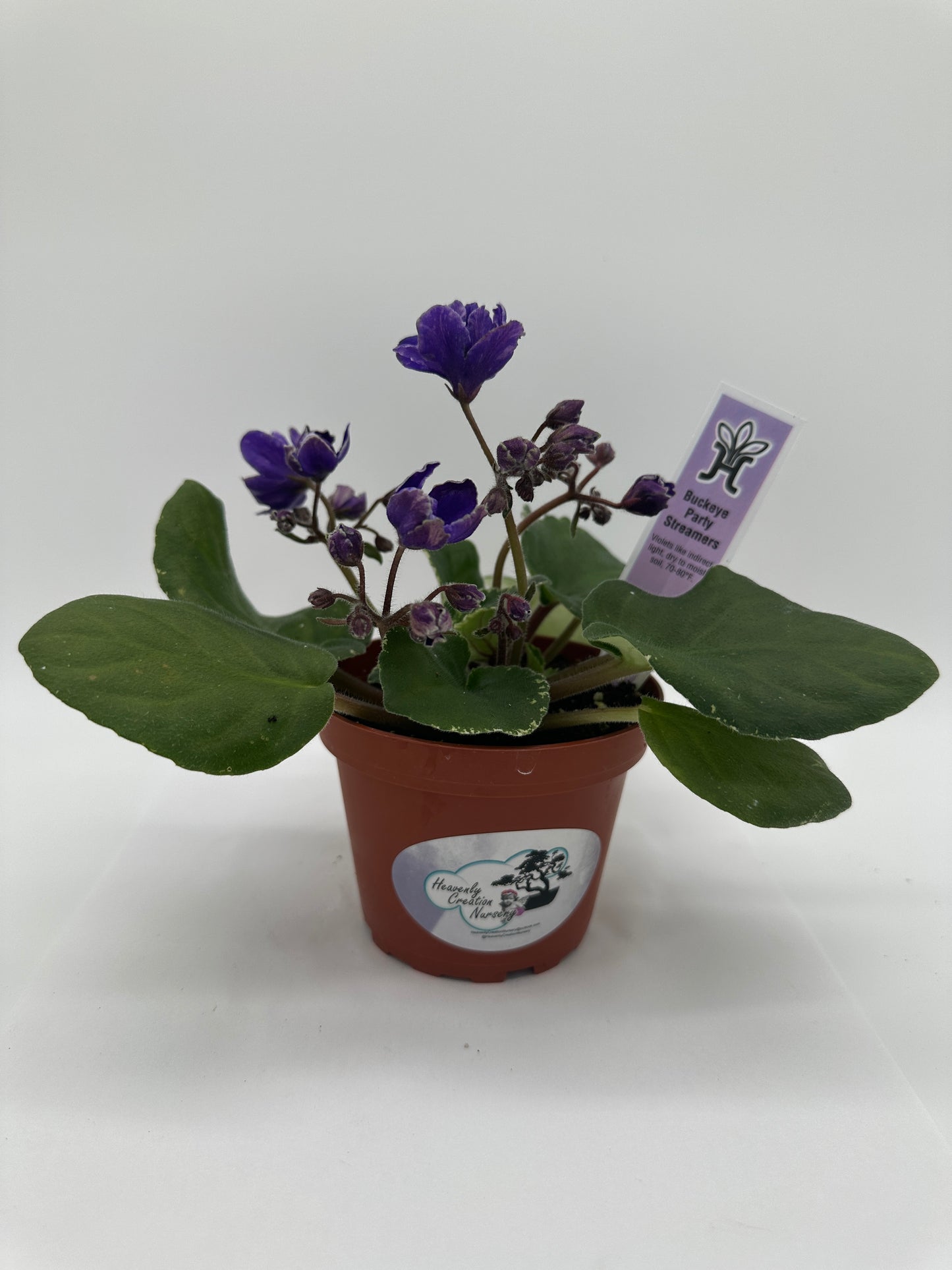 Buckeye Party Streamers - Live African Violet 4"