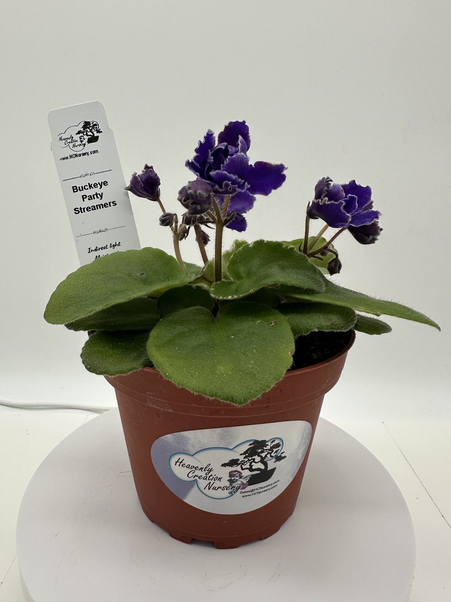 Buckeye Party Streamers - Live African Violet 4"