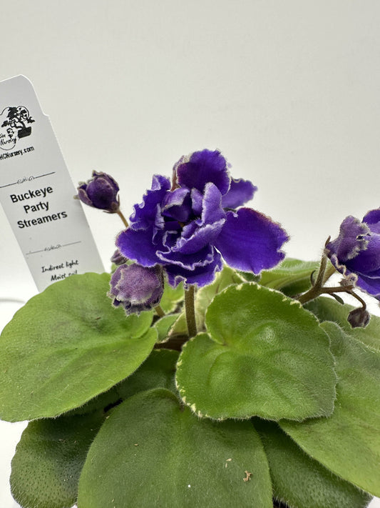 Buckeye Party Streamers - Live African Violet 4"
