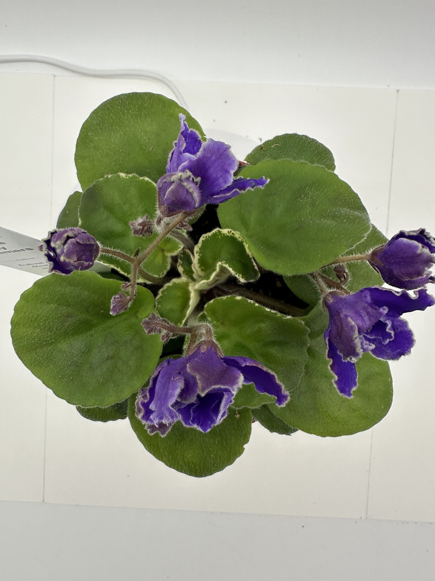 Buckeye Party Streamers - Live African Violet 4"