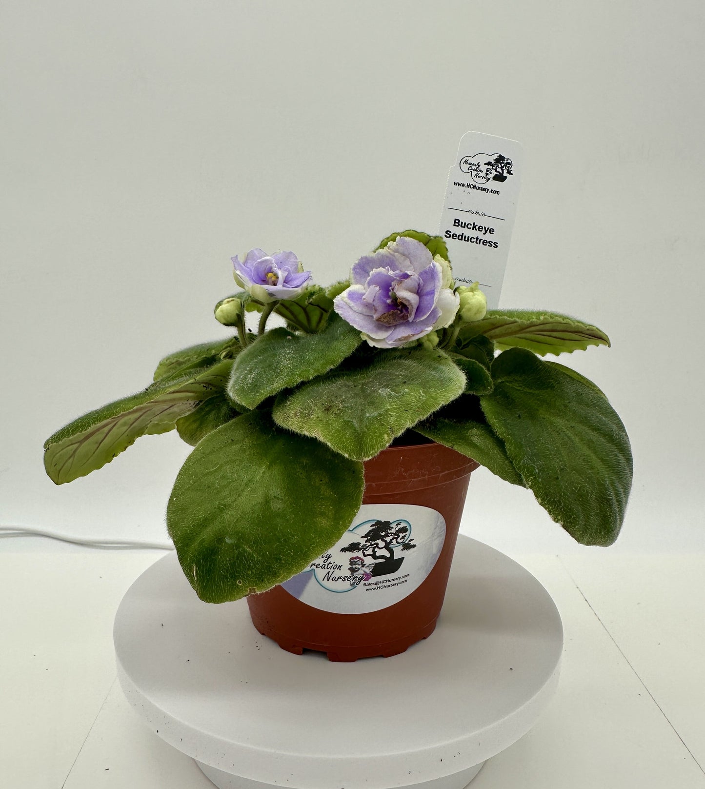 Buckeye Seductress - Live African Violet 4"