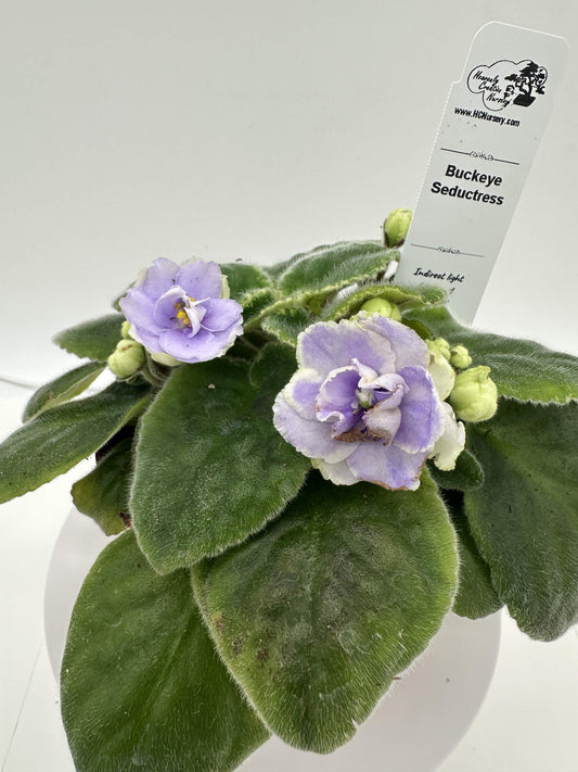 Buckeye Seductress - Live African Violet 4"
