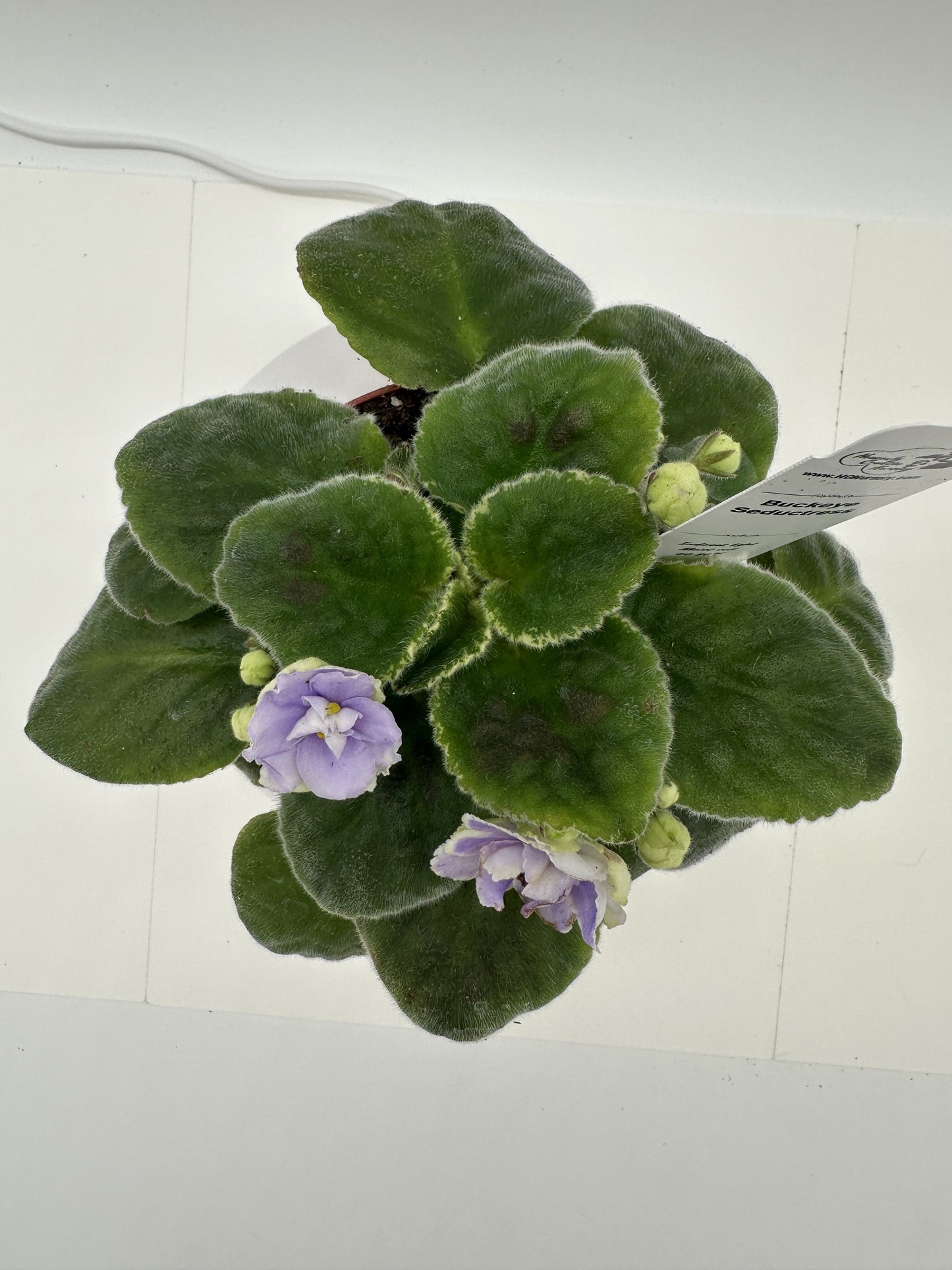 Buckeye Seductress - Live African Violet 4"