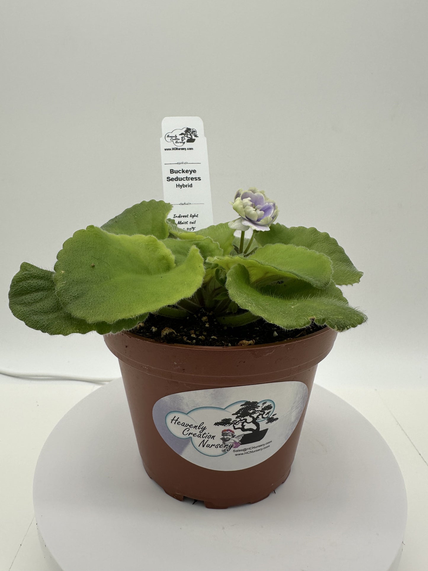 Buckeye Seductress Hybrid - Live African Violet 4"