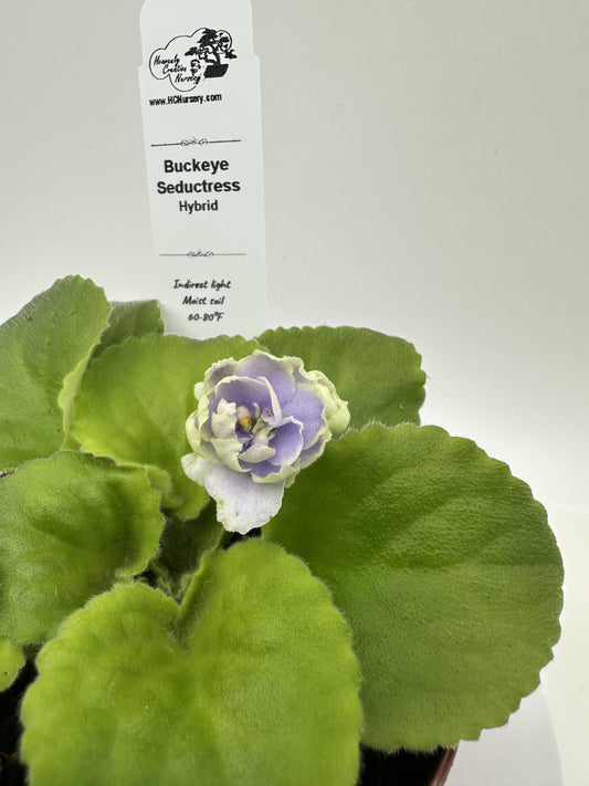 Buckeye Seductress Hybrid - Live African Violet 4"