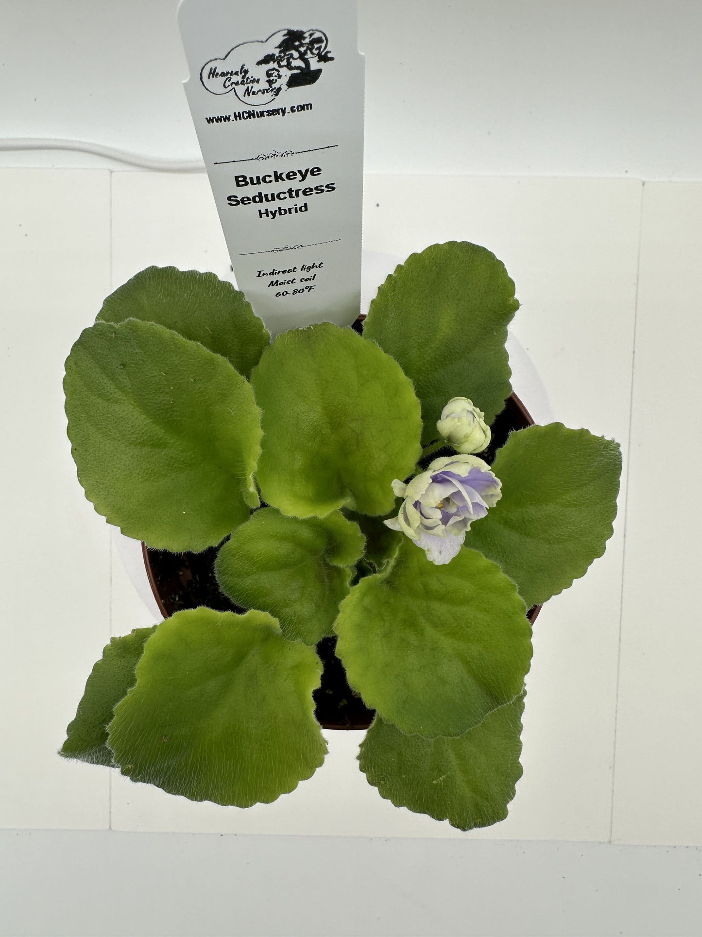 Buckeye Seductress Hybrid - Live African Violet 4"