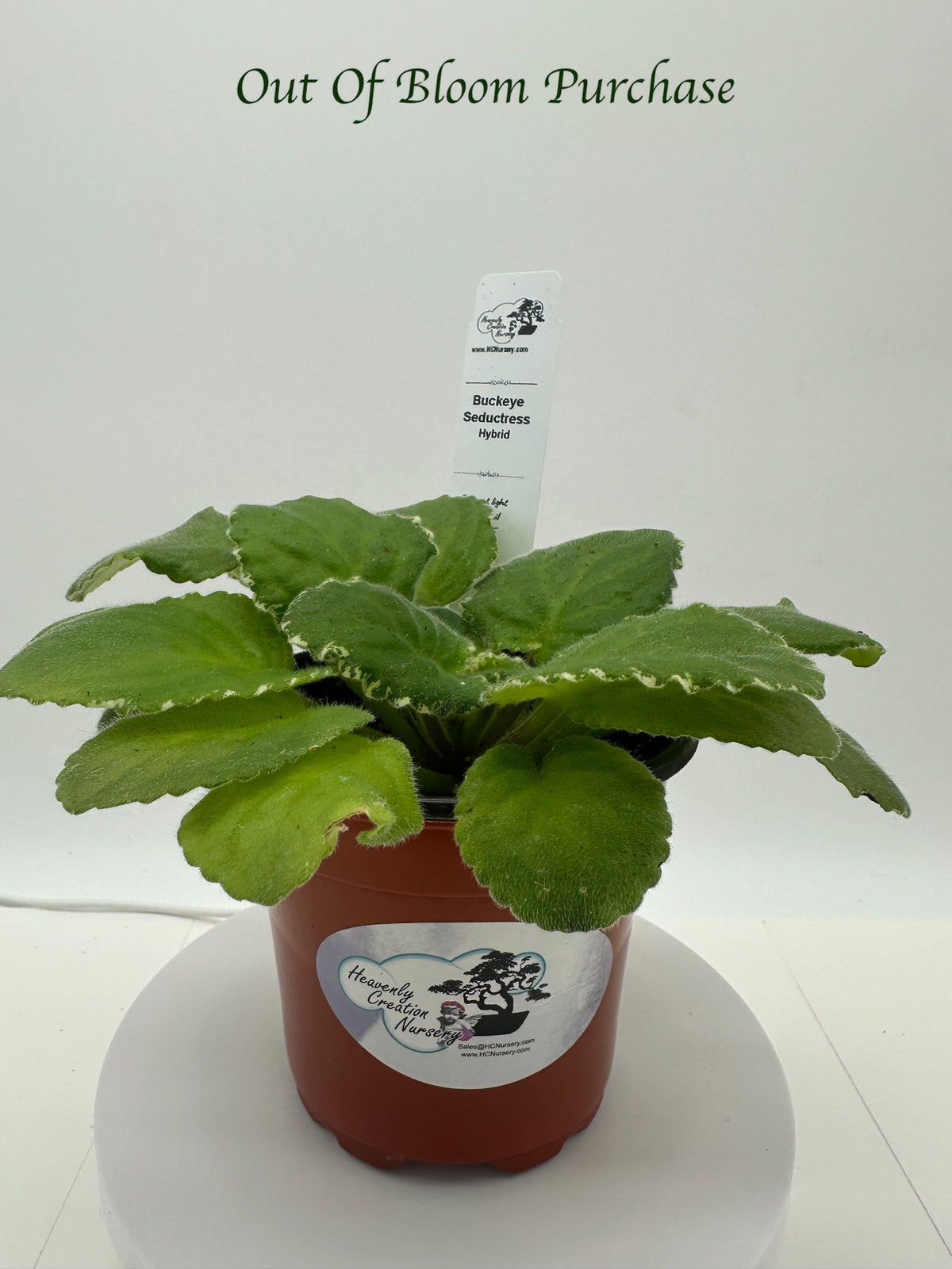 Buckeye Seductress Hybrid - Live African Violet 4"