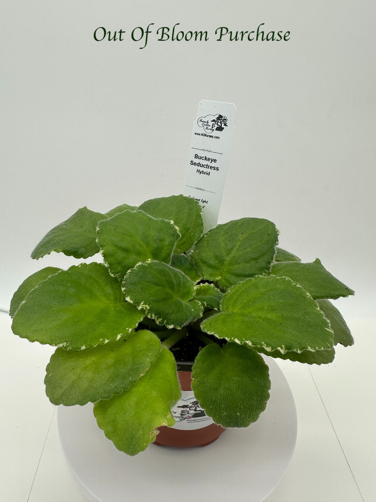 Buckeye Seductress Hybrid - Live African Violet 4"