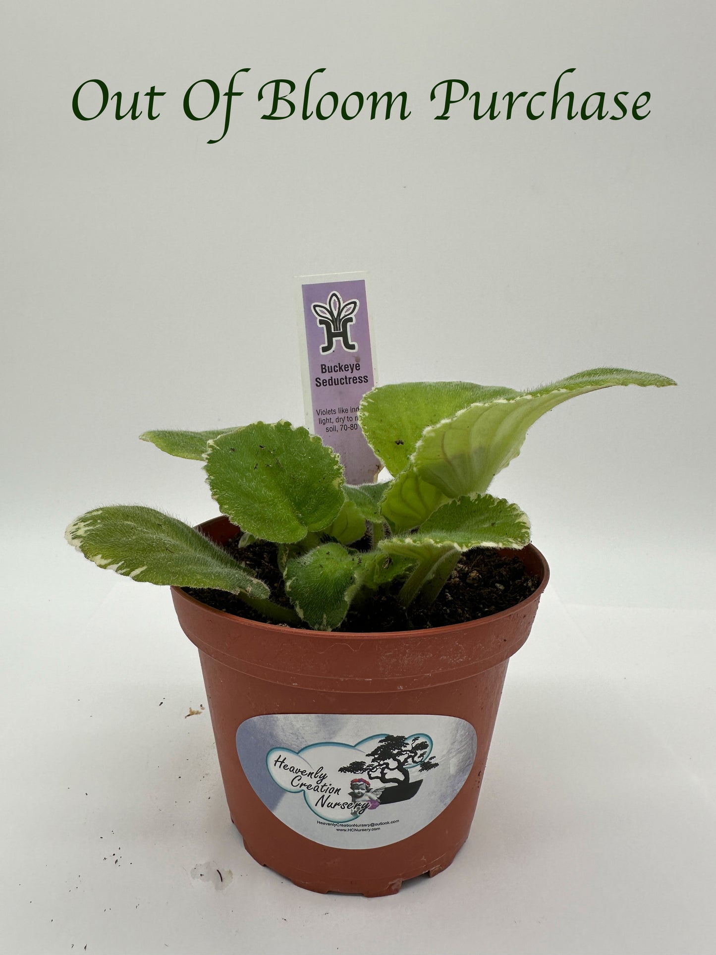 Buckeye Seductress - Live African Violet 4"