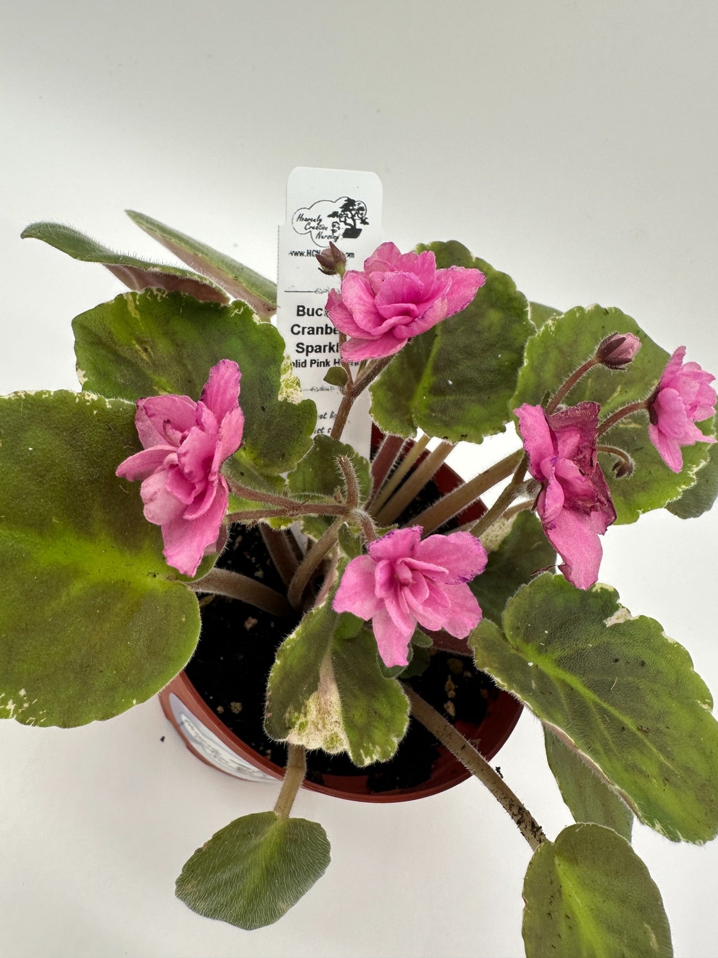 Buckeye Cranberry Sparkler - Solid Pink Hybrid - Live African Violet 4"