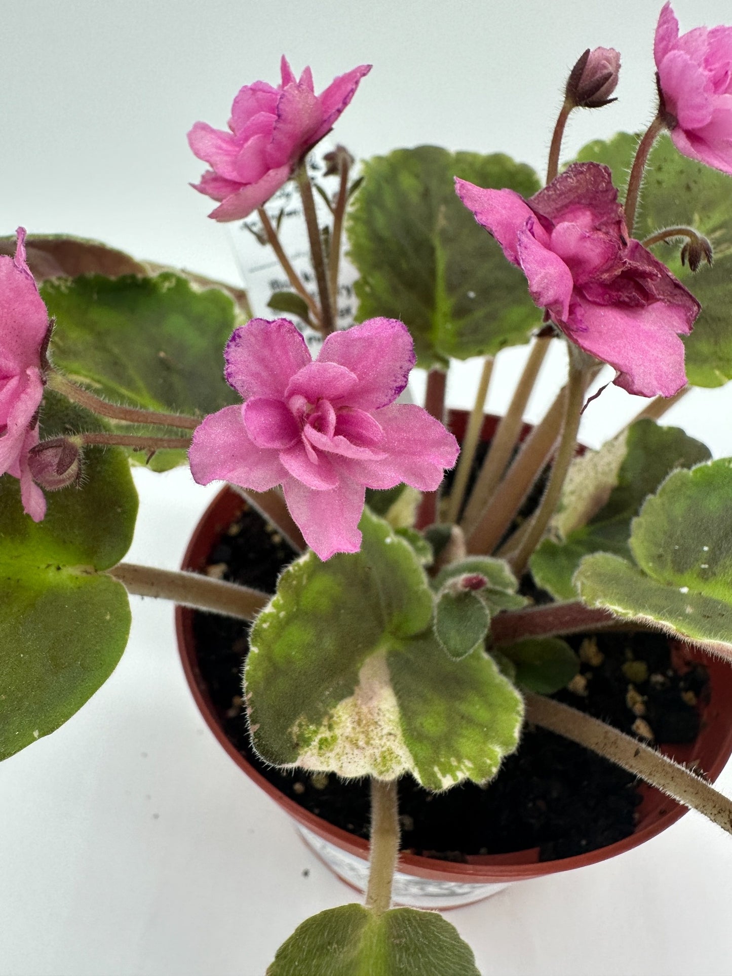 Buckeye Cranberry Sparkler - Solid Pink Hybrid - Live African Violet 4"