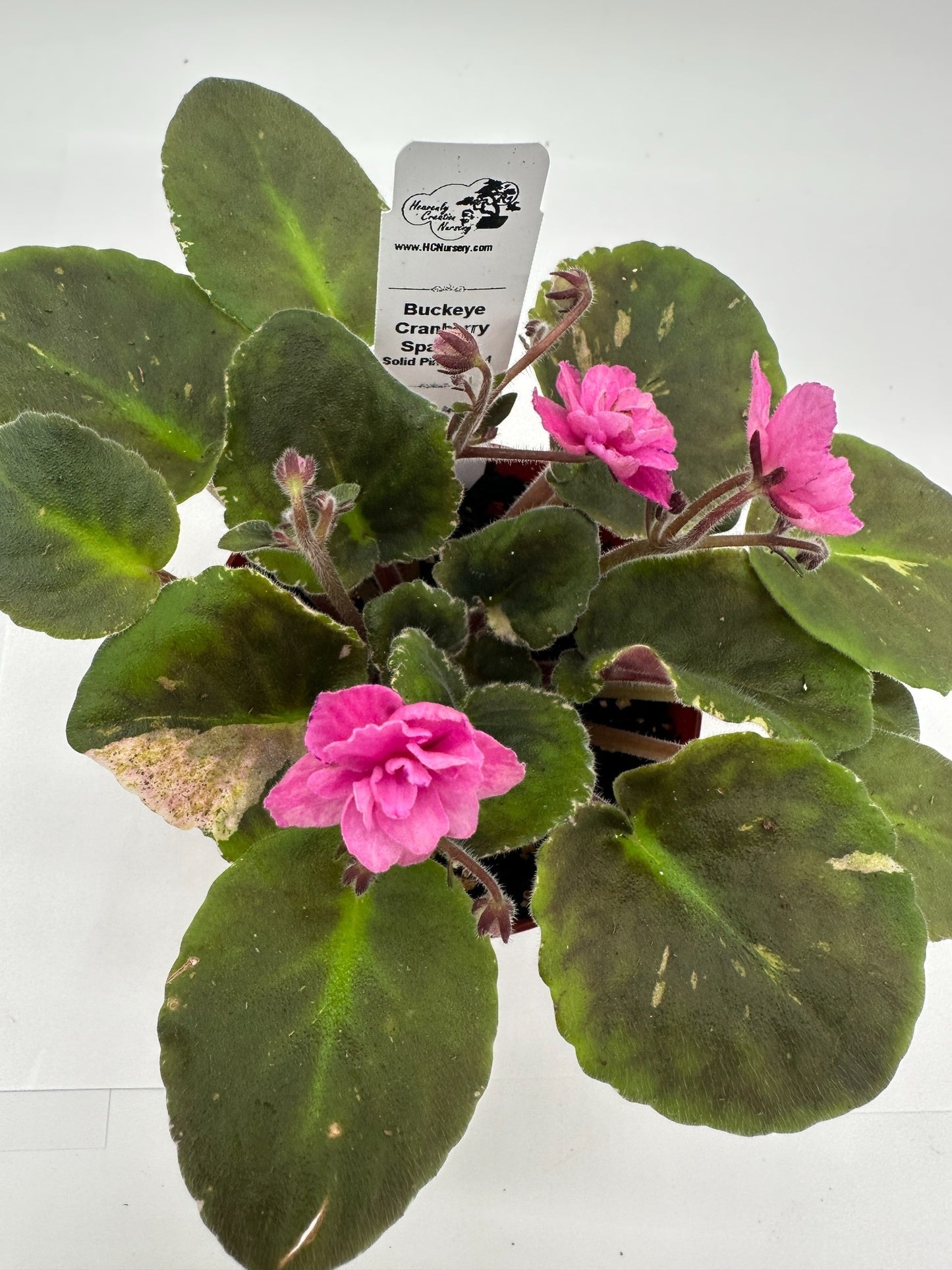 Buckeye Cranberry Sparkler - Solid Pink Hybrid - Live African Violet 4"