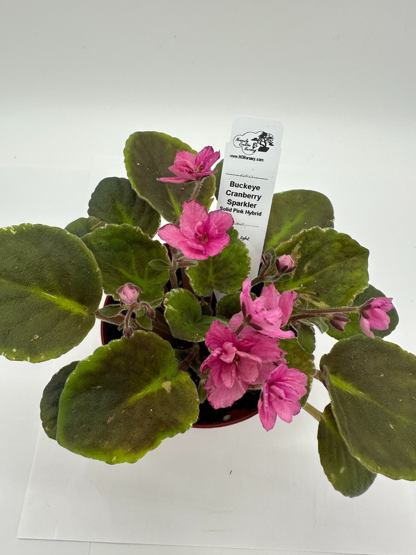 Buckeye Cranberry Sparkler - Solid Pink Hybrid - Live African Violet 4"