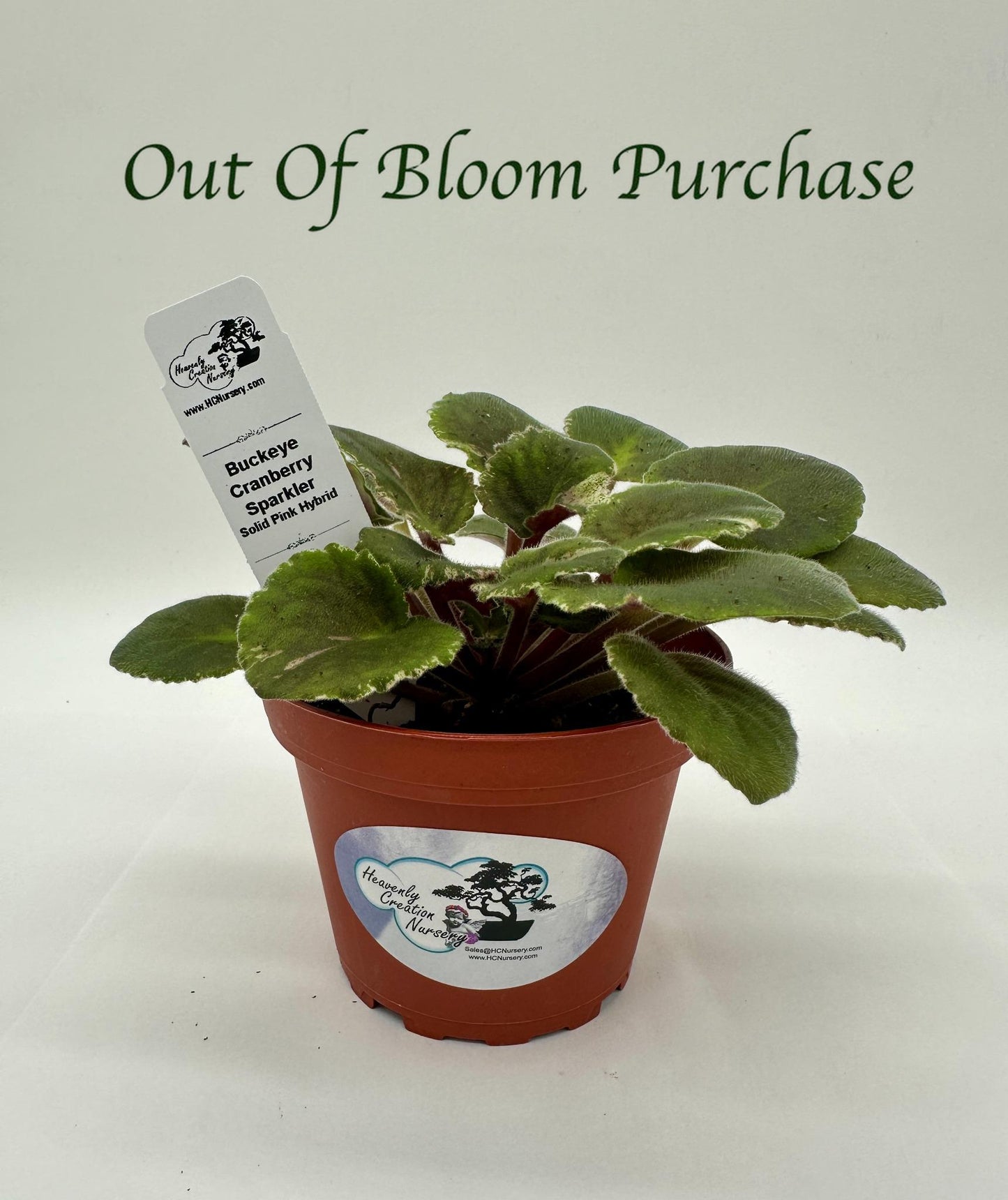 Buckeye Cranberry Sparkler - Solid Pink Hybrid - Live African Violet 4"