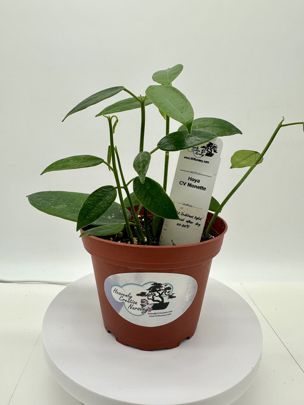 CV Monette - Live Hoya 4"