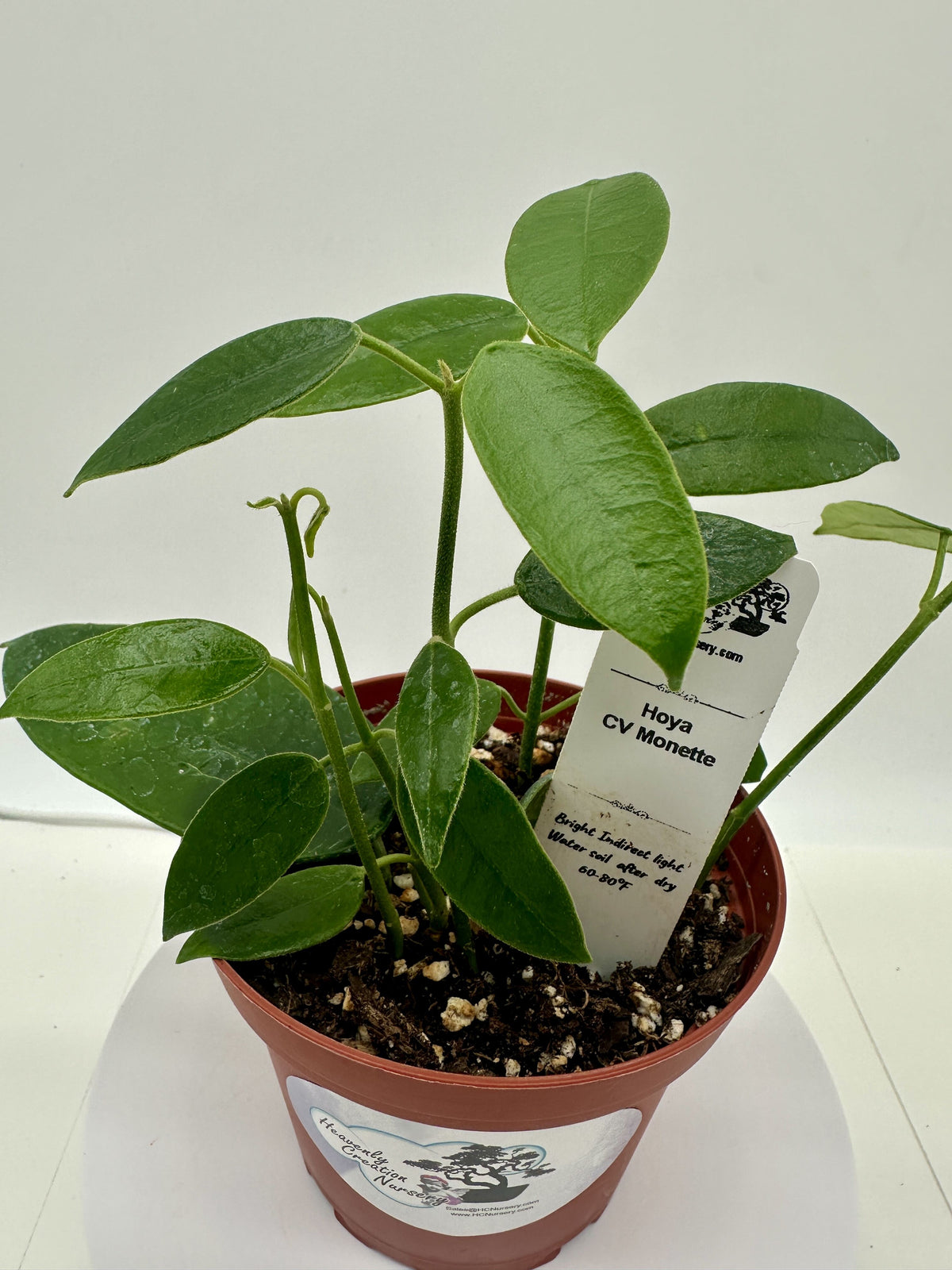 CV Monette - Live Hoya 4"