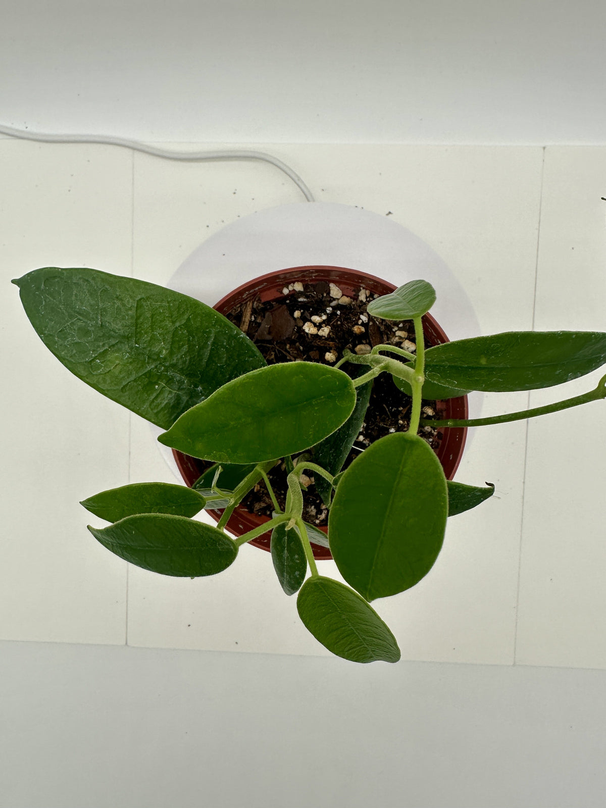CV Monette - Live Hoya 4"