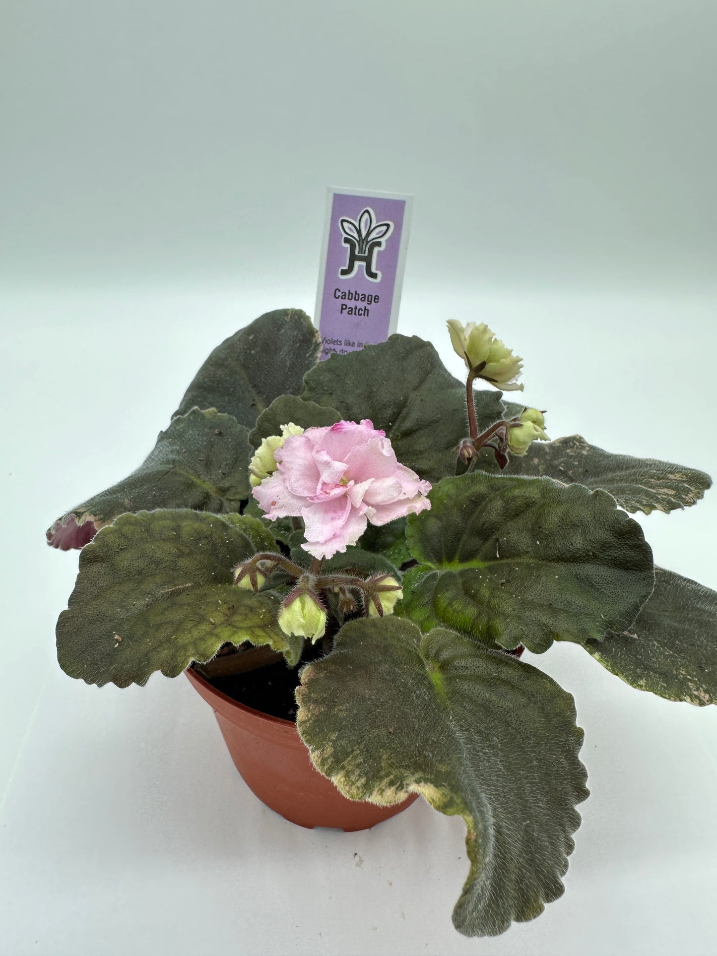 Cabbage Patch - Live African Violet 4"