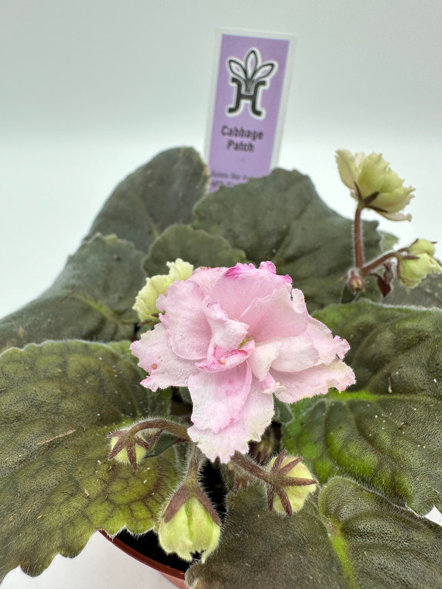 Cabbage Patch - Live African Violet 4"