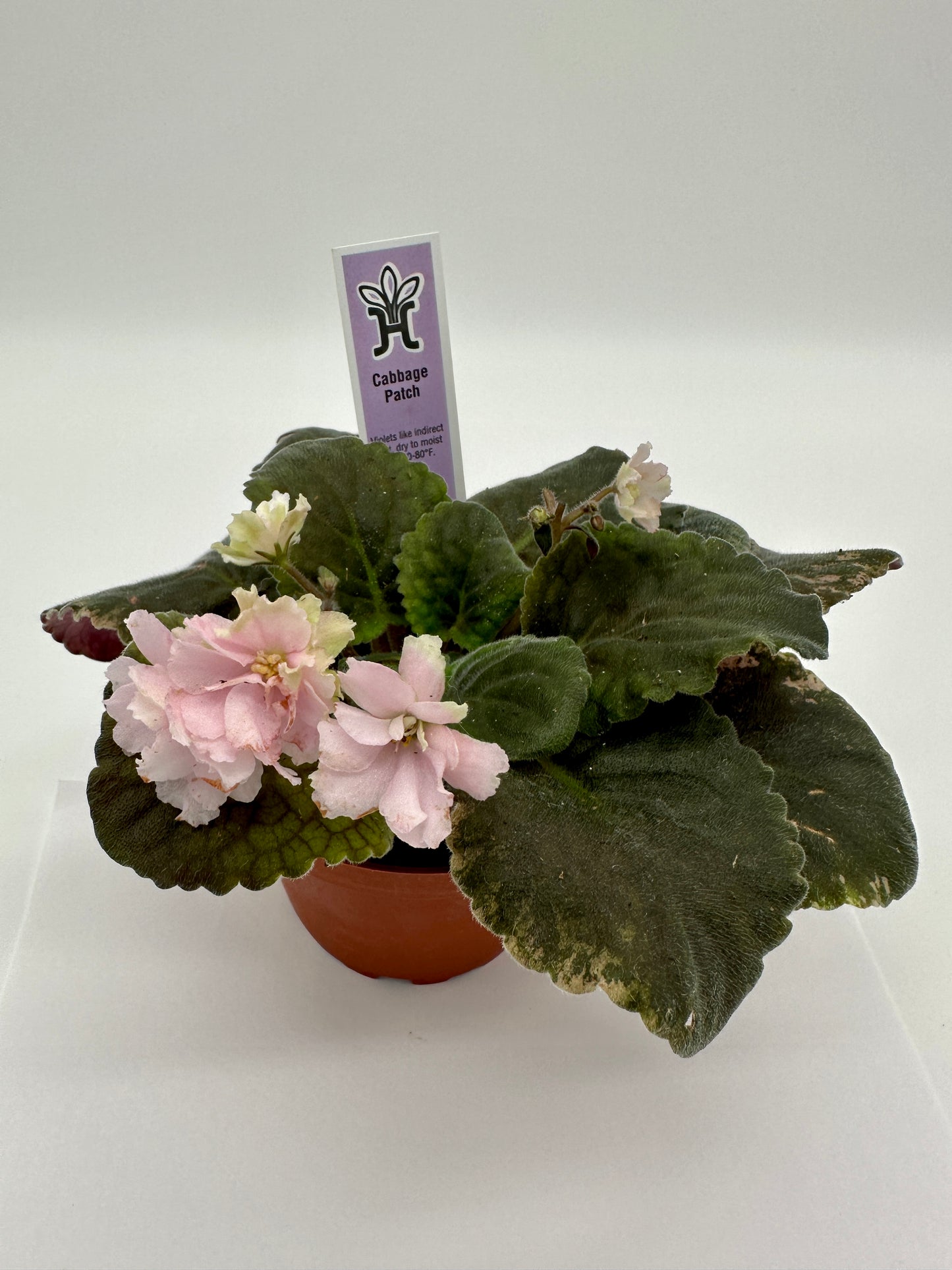 Cabbage Patch - Live African Violet 4"