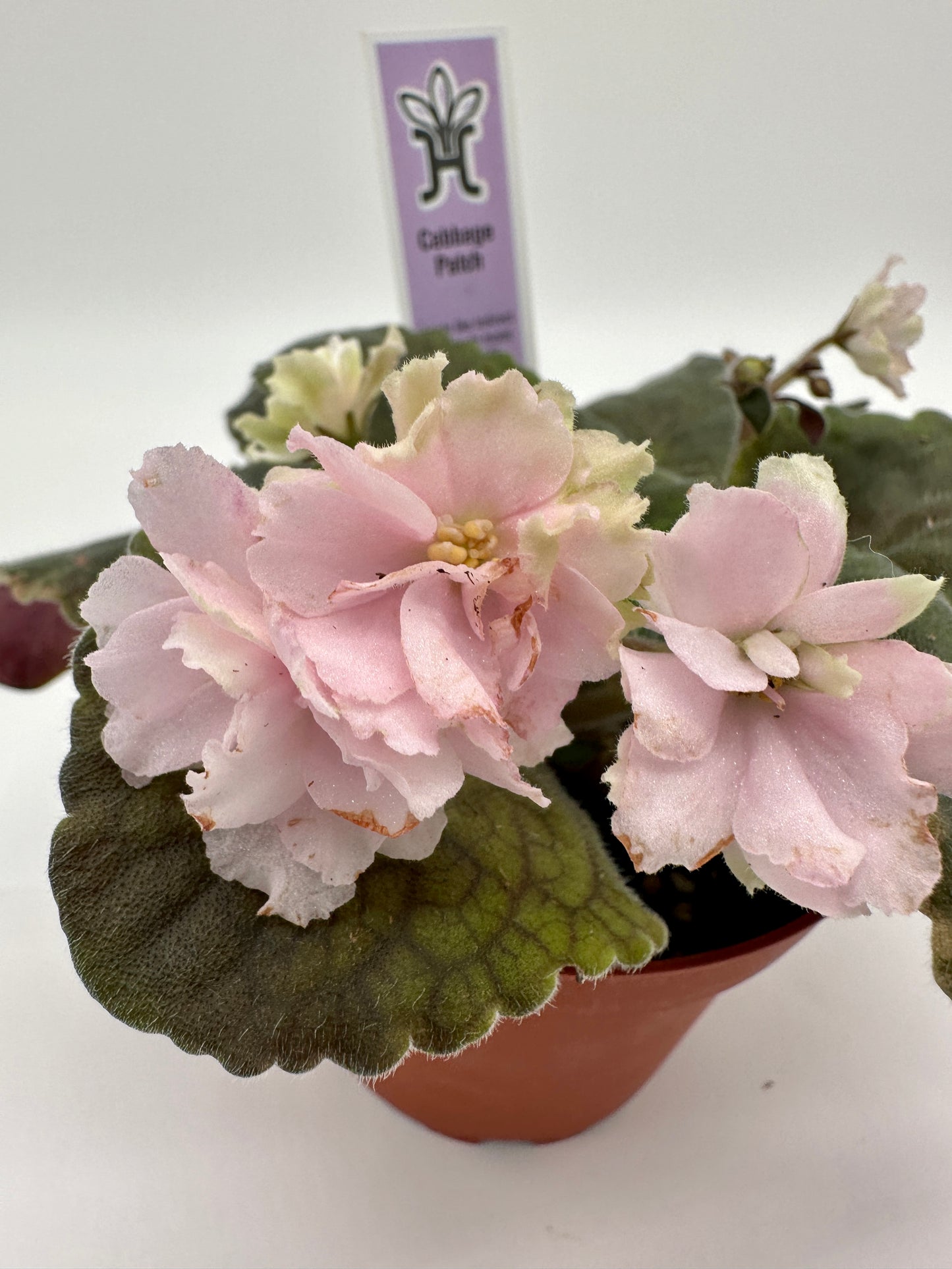 Cabbage Patch - Live African Violet 4"