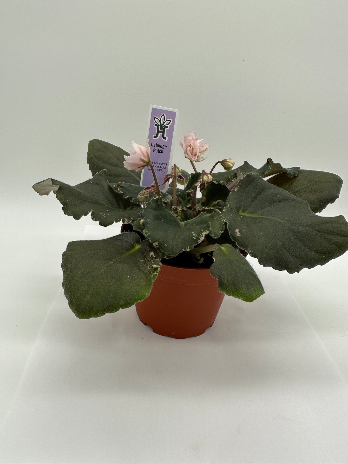 Cabbage Patch - Live African Violet 4"