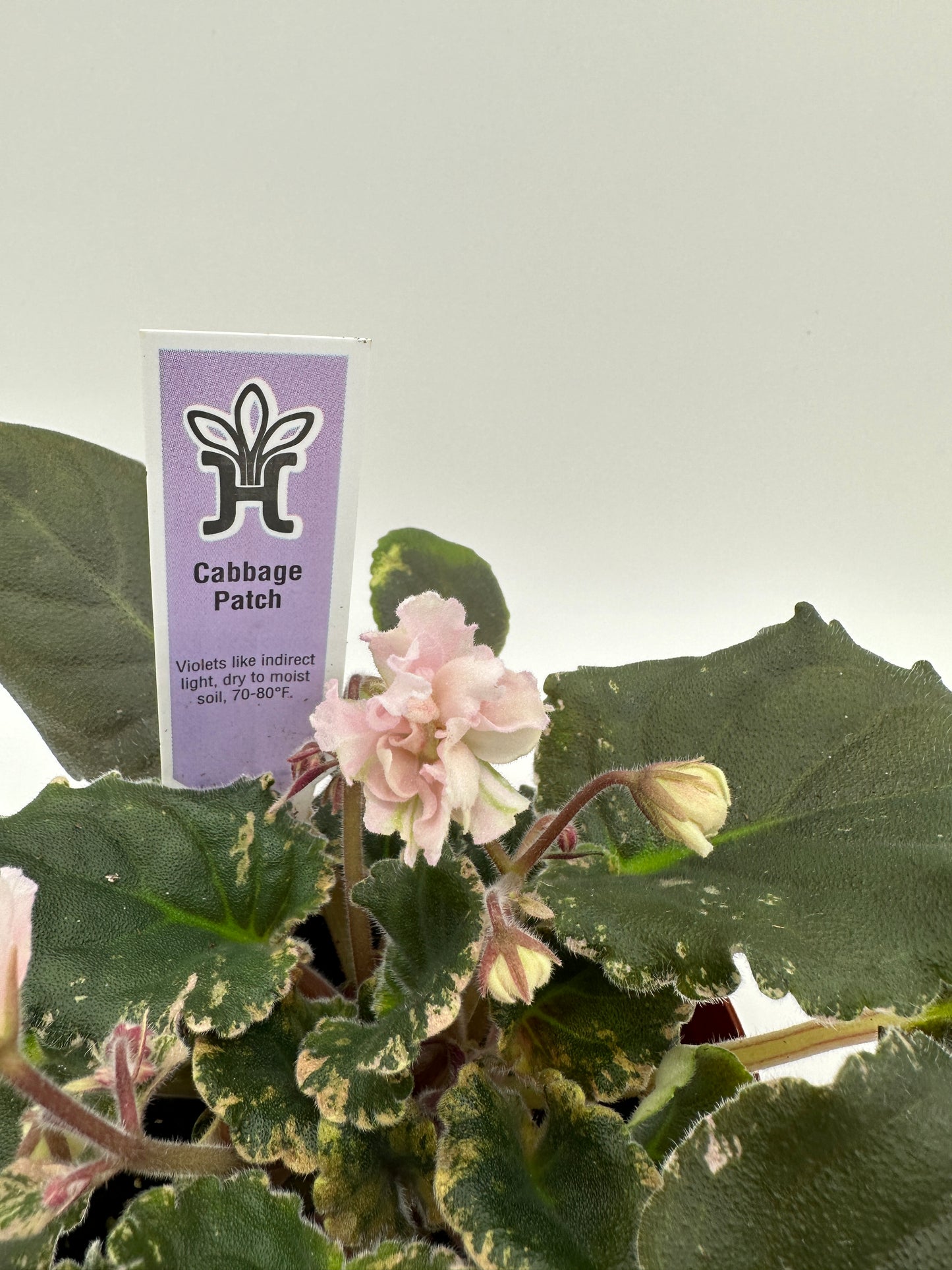 Cabbage Patch - Live African Violet 4"