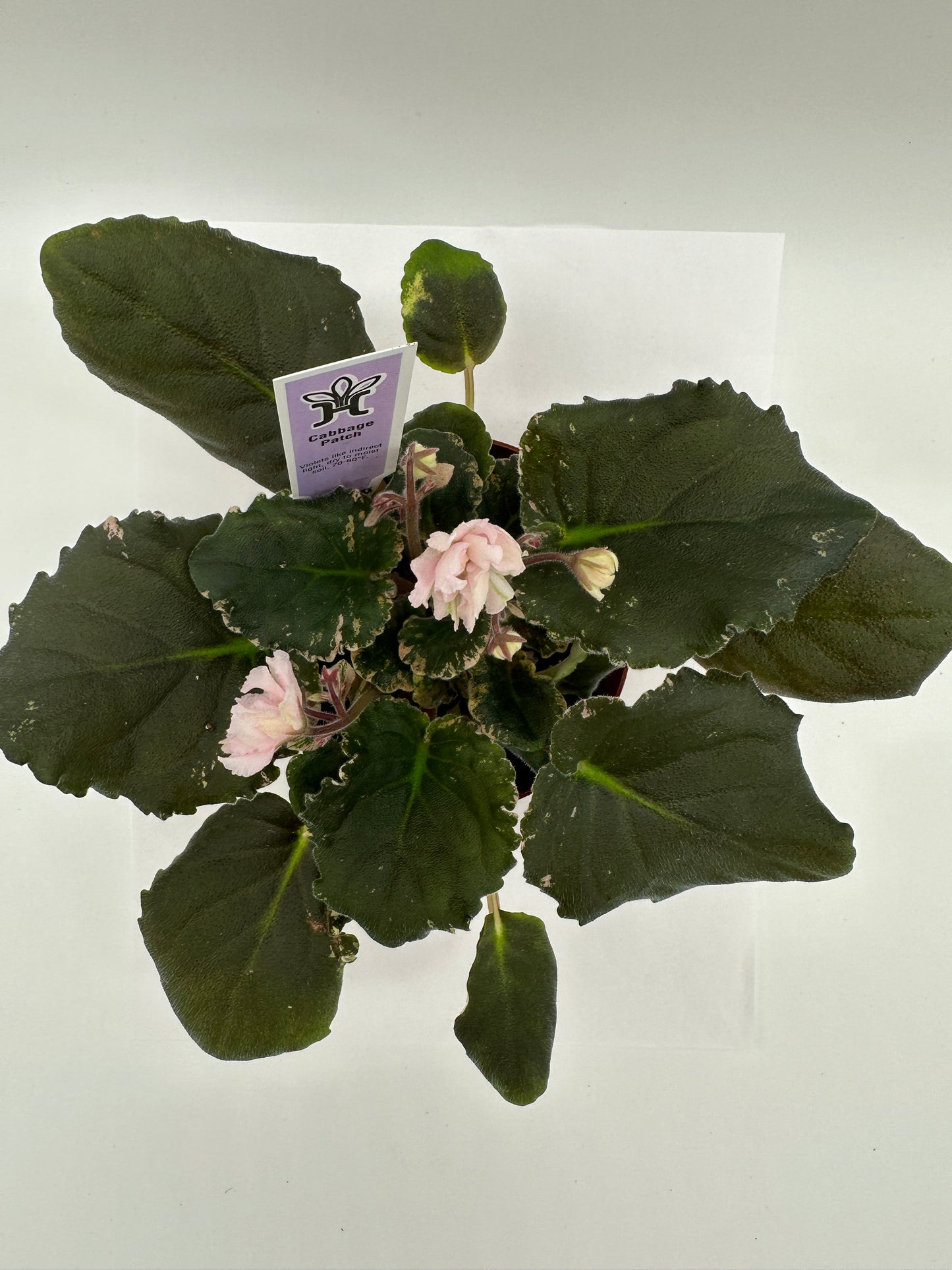 Cabbage Patch - Live African Violet 4"