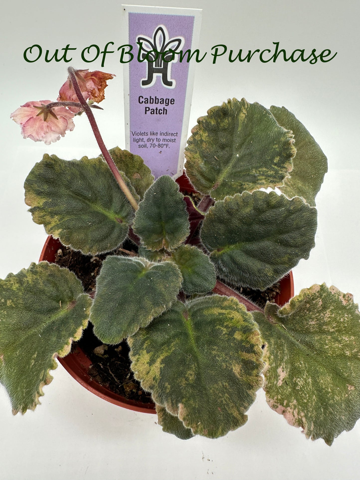 Cabbage Patch - Live African Violet 4"