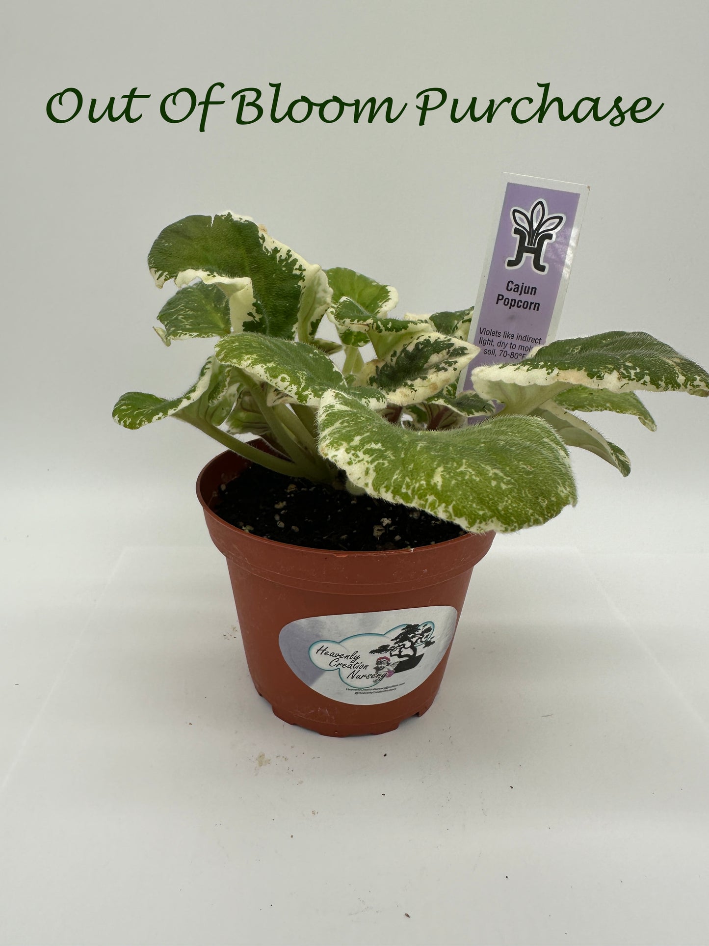 Cajun Popcorn - Live African Violet 4"