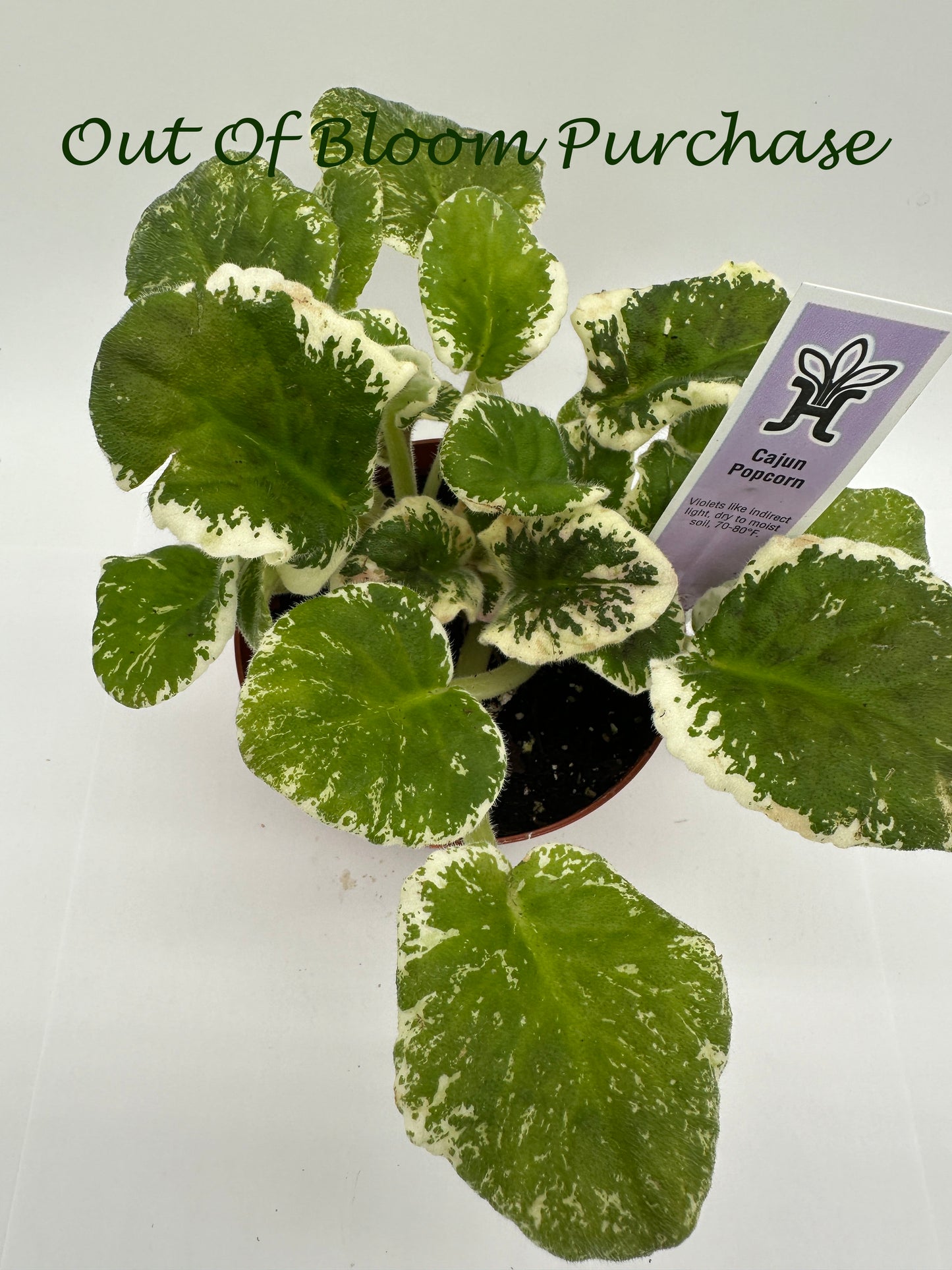 Cajun Popcorn - Live African Violet 4"