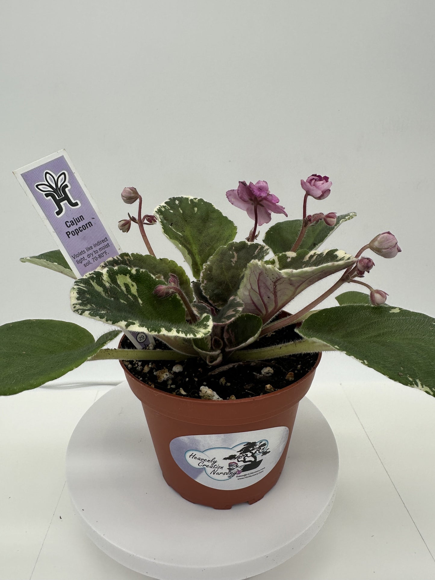 Cajun Popcorn - Live African Violet 4"