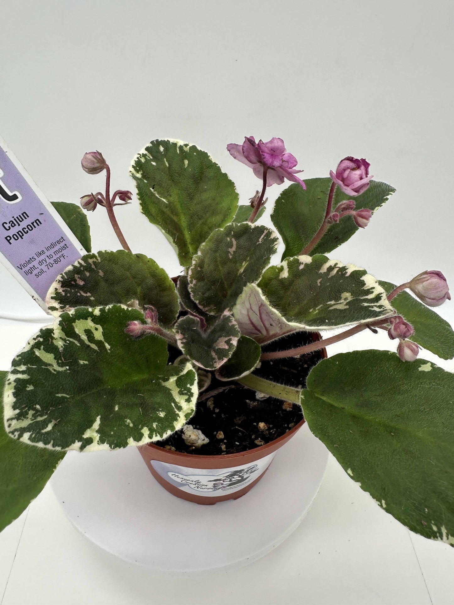 Cajun Popcorn - Live African Violet 4"