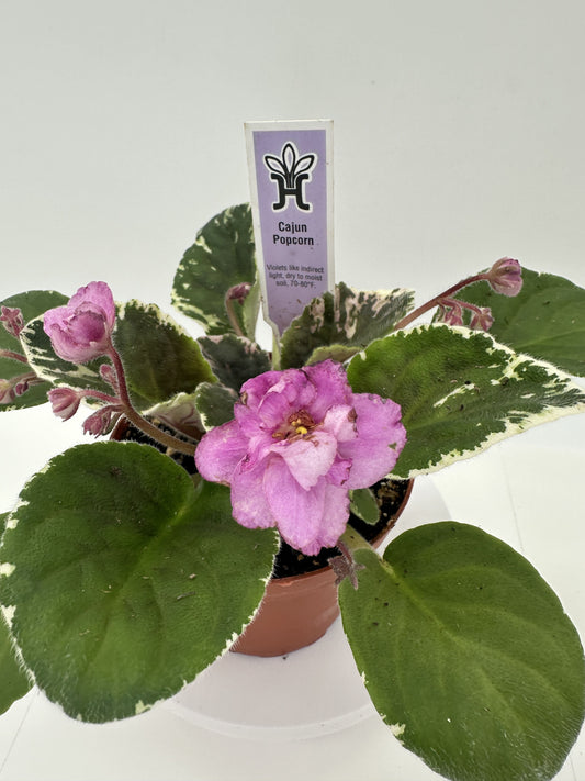 Cajun Popcorn - Live African Violet 4"