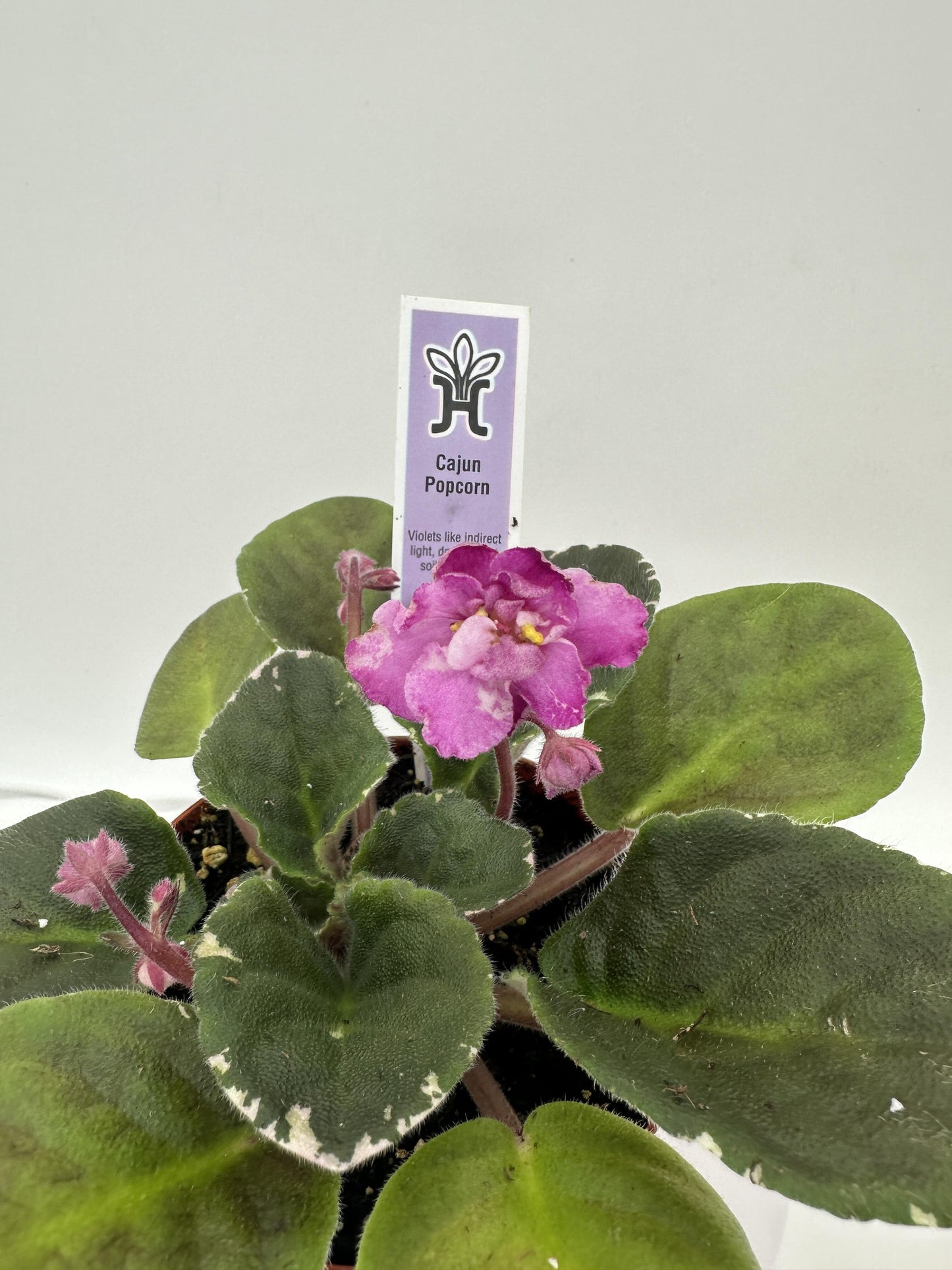 Cajun Popcorn - Live African Violet 4"
