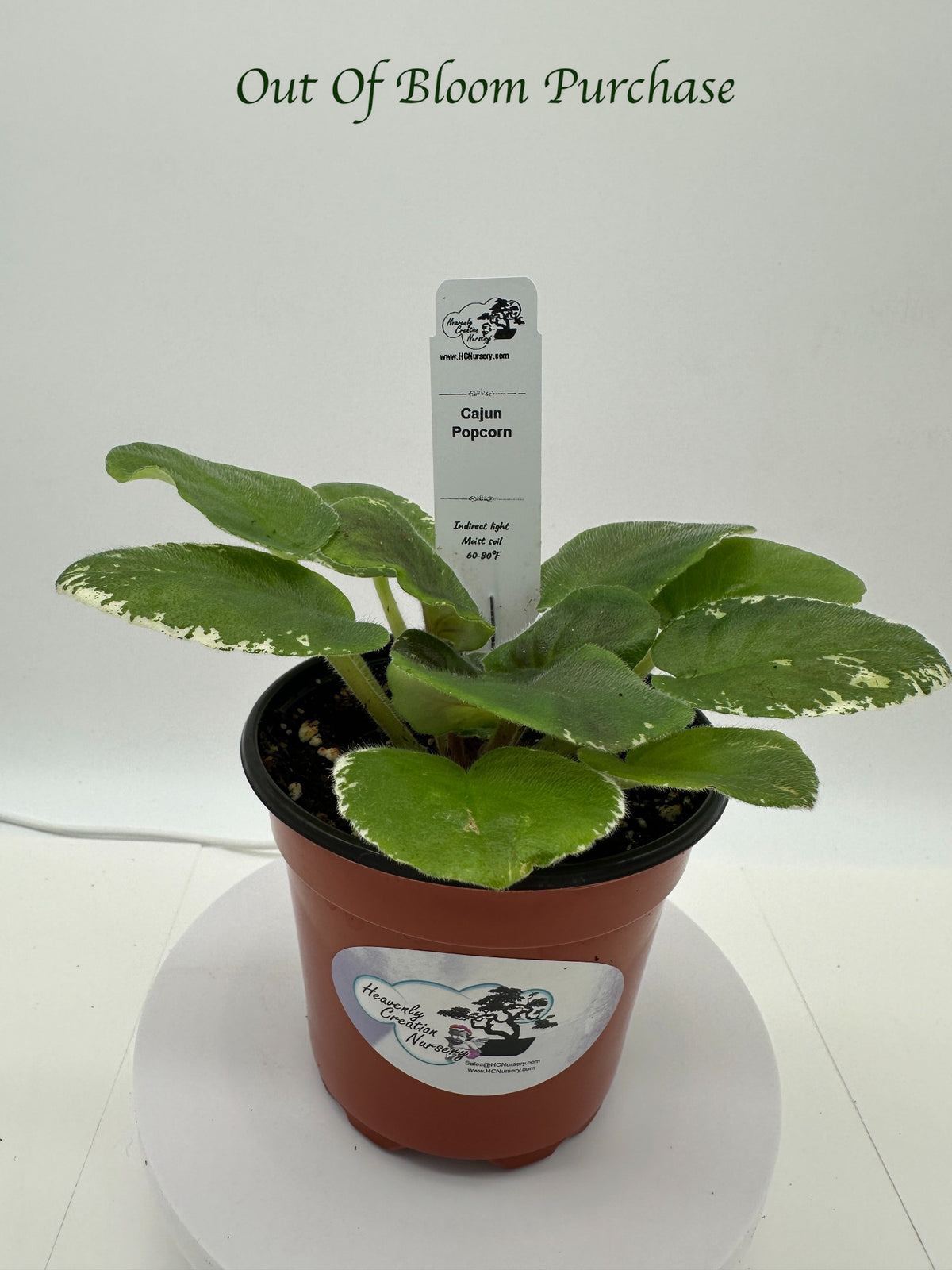 Cajun Popcorn - Live African Violet 4"