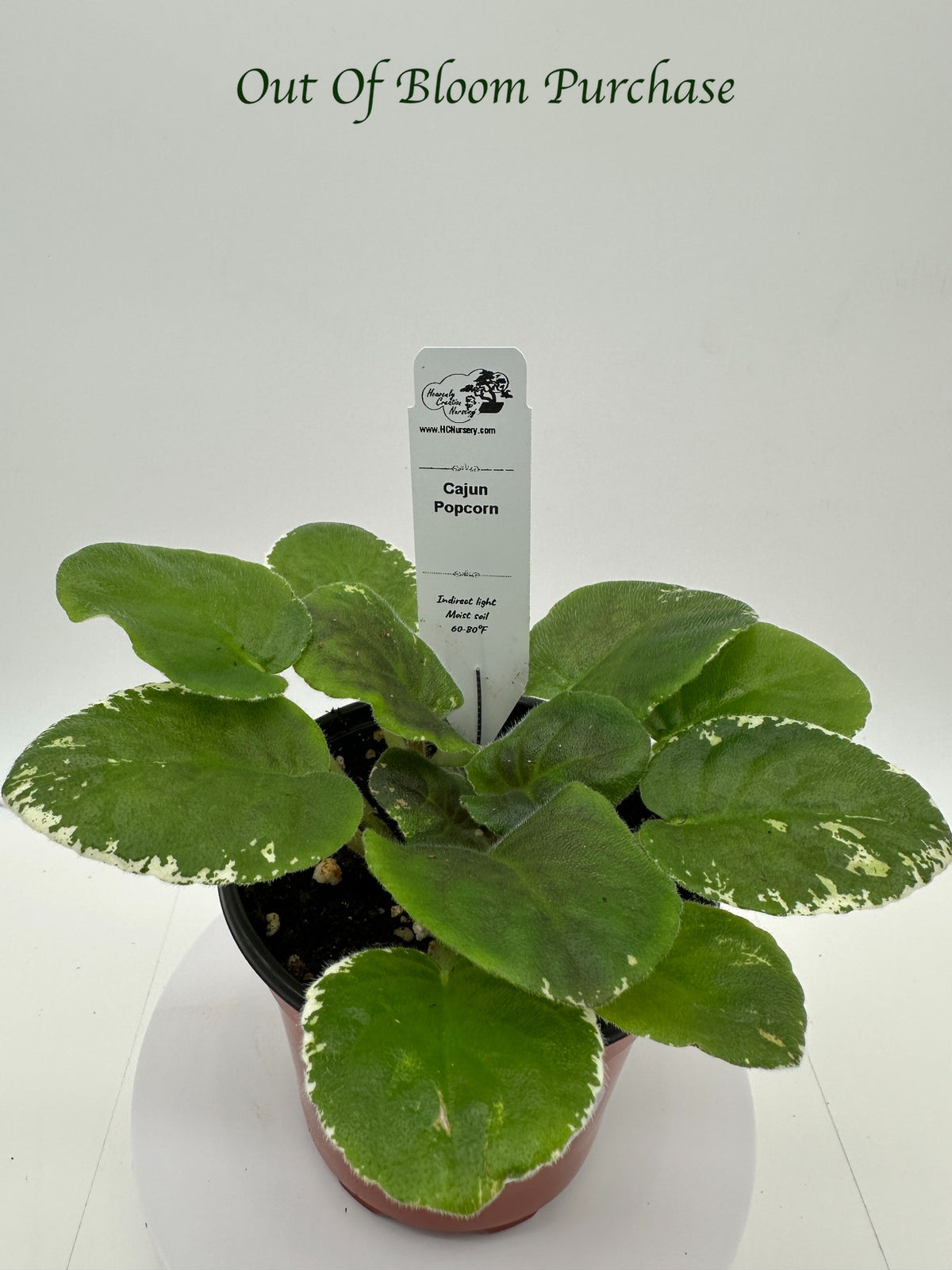 Cajun Popcorn - Live African Violet 4"