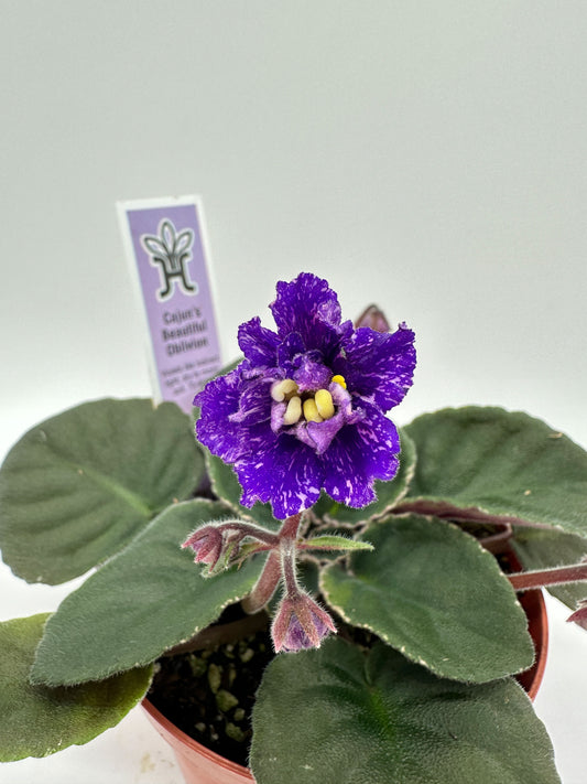 Cajun's Beautiful Oblivion - Live African Violet 4"