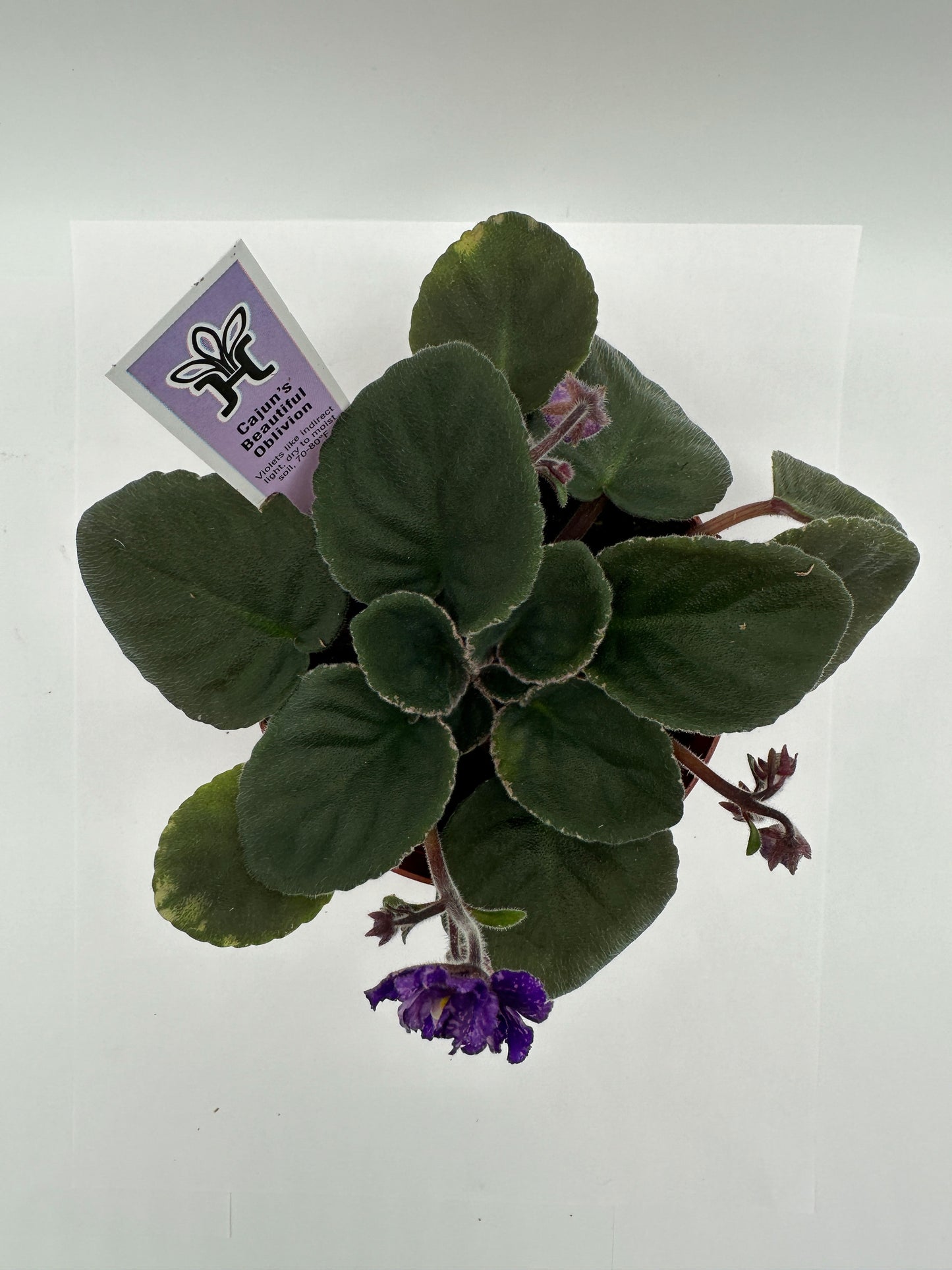 Cajun's Beautiful Oblivion - Live African Violet 4"