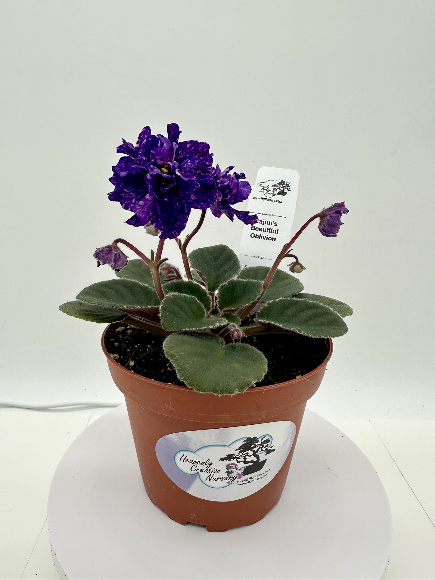Cajun's Beautiful Oblivion - Live African Violet 4"