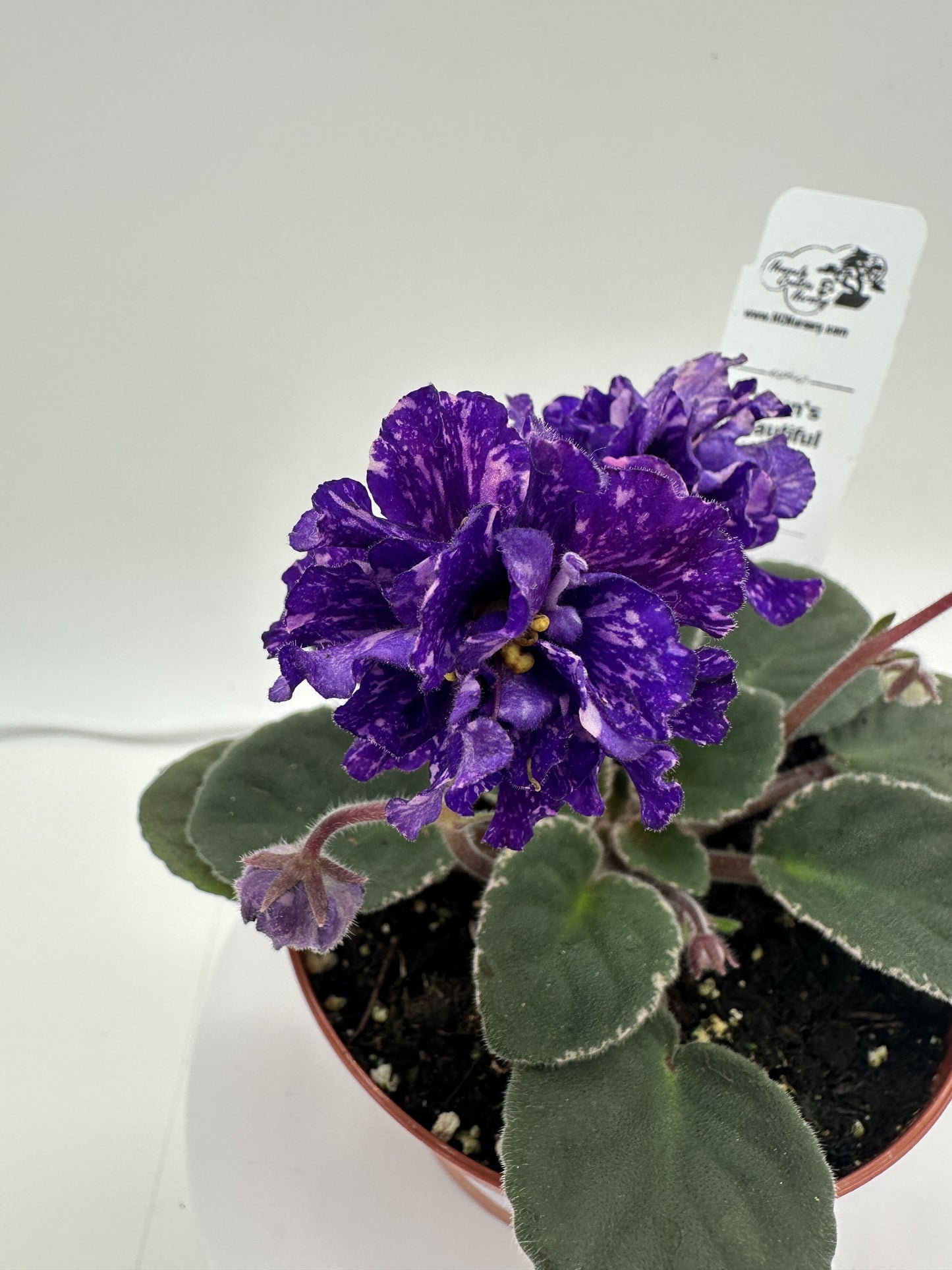Cajun's Beautiful Oblivion - Live African Violet 4"