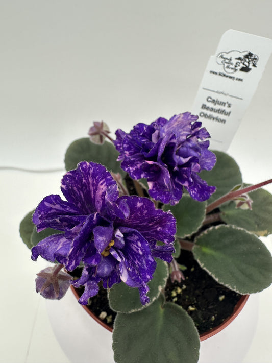 Cajun's Beautiful Oblivion - Live African Violet 4"