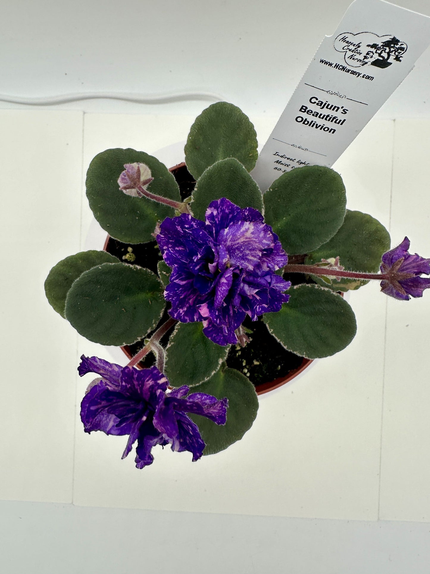 Cajun's Beautiful Oblivion - Live African Violet 4"