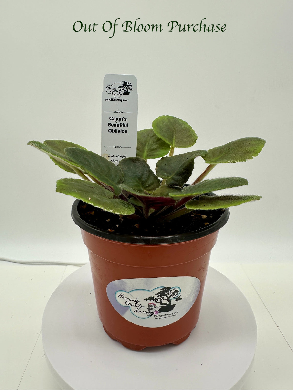 Cajun's Beautiful Oblivion - Live African Violet 4"
