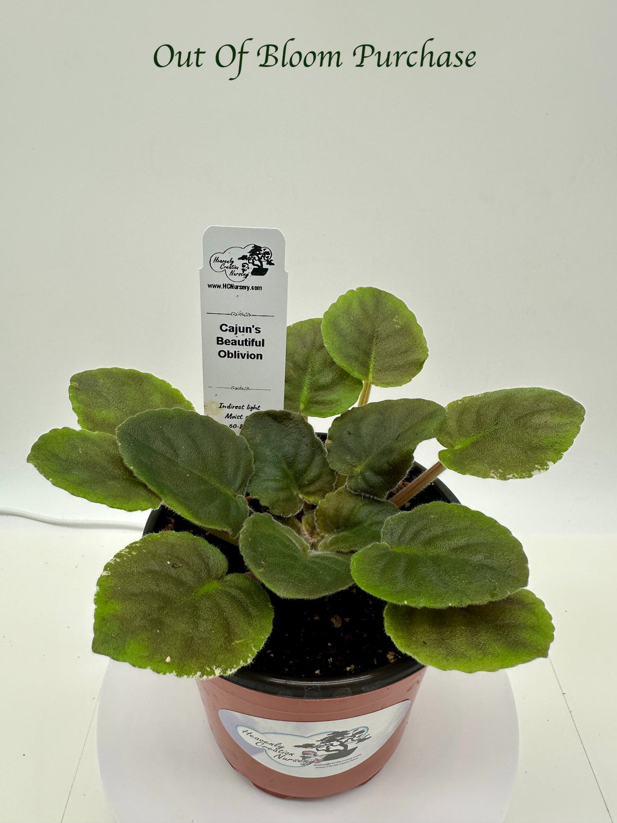 Cajun's Beautiful Oblivion - Live African Violet 4"